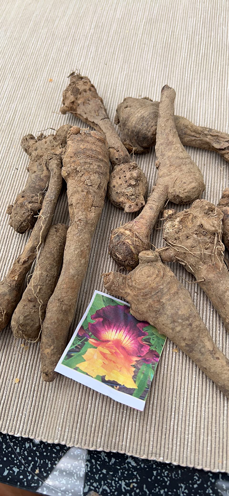 Iris Schwertlilien Rhizome 4 Stück - Winterharte Stauden Für Gartenbeet