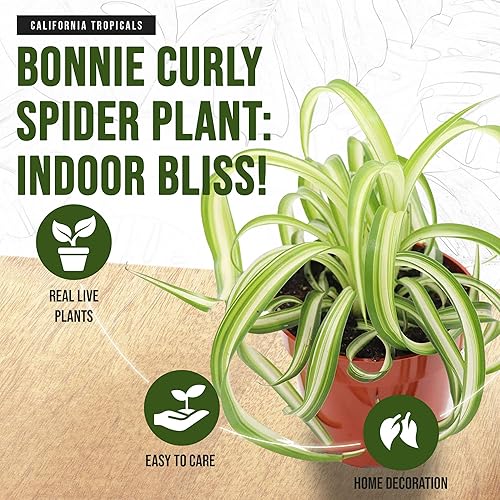Miniatura 3 de California Tropicals Bonnie - Planta de araña rizada, planta de interior tropical real, perfecta para decoración de interiores y exteriores, hogar y