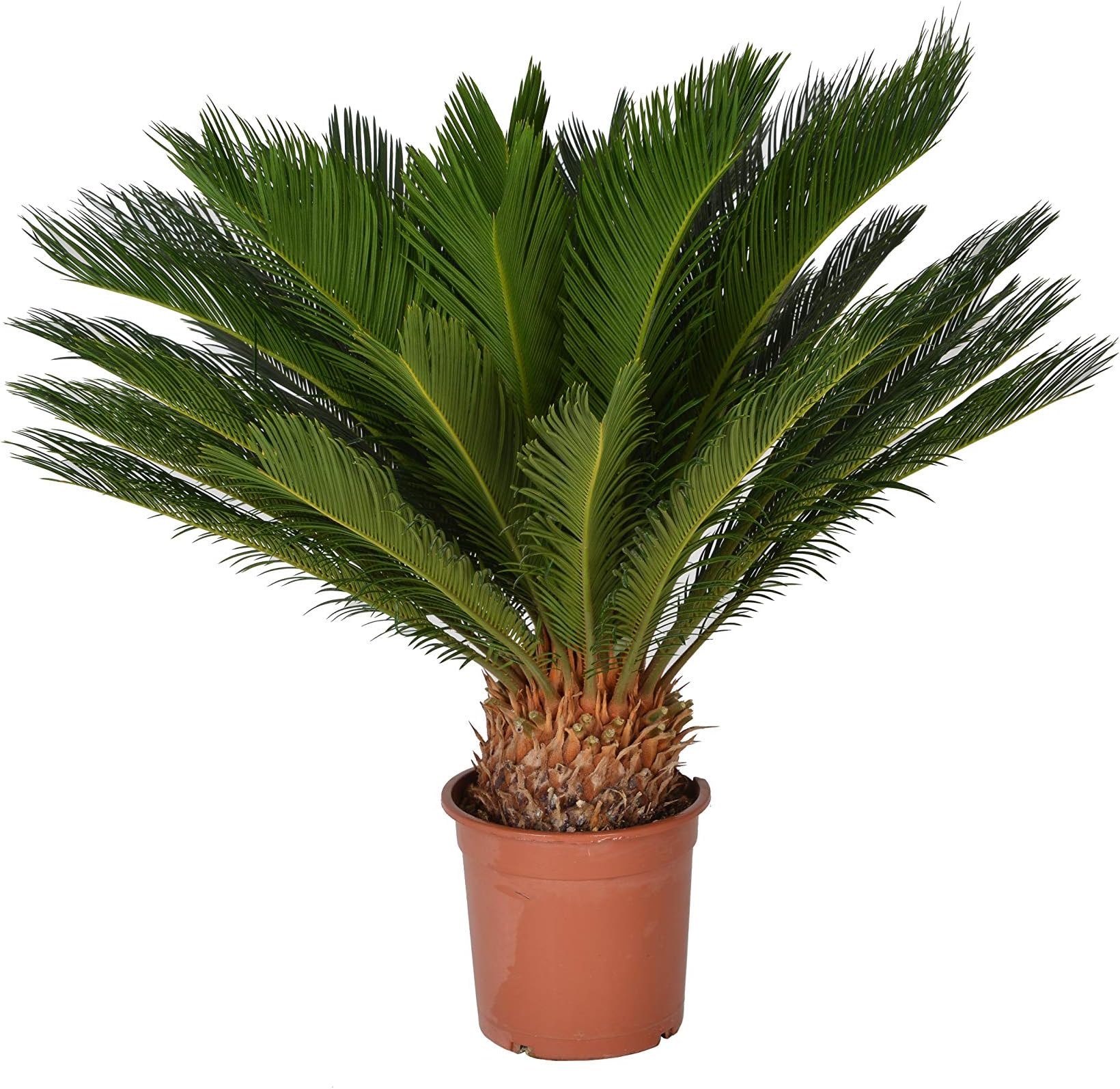 Extra Large Sago Palm 'Cycas Revoluta' Indoor Tree 90cm