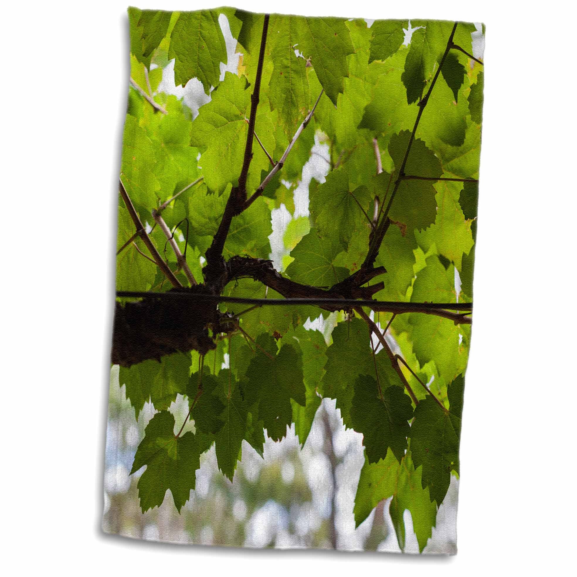 3dRose Australia, Barossa Valley, Tanunda, Vineyard - Towels (twl-226317-1)