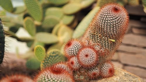 Miniatura 2 de Semillas de cactus irlandés de cabeza roja para plantar  25 semillas -Mammillaria spinosissima v rubispina  Se envía desde Iowa Estados Unidos