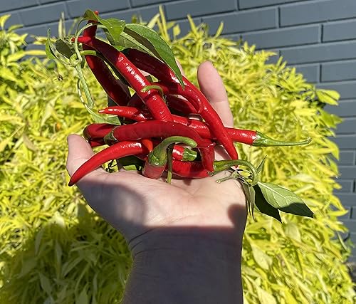 Miniatura 5 de Szechwan Chile Plant Sichuan Chili Szechuan Heirloom Oriental Cuisine Pepper Semillas premium para plantar paquete