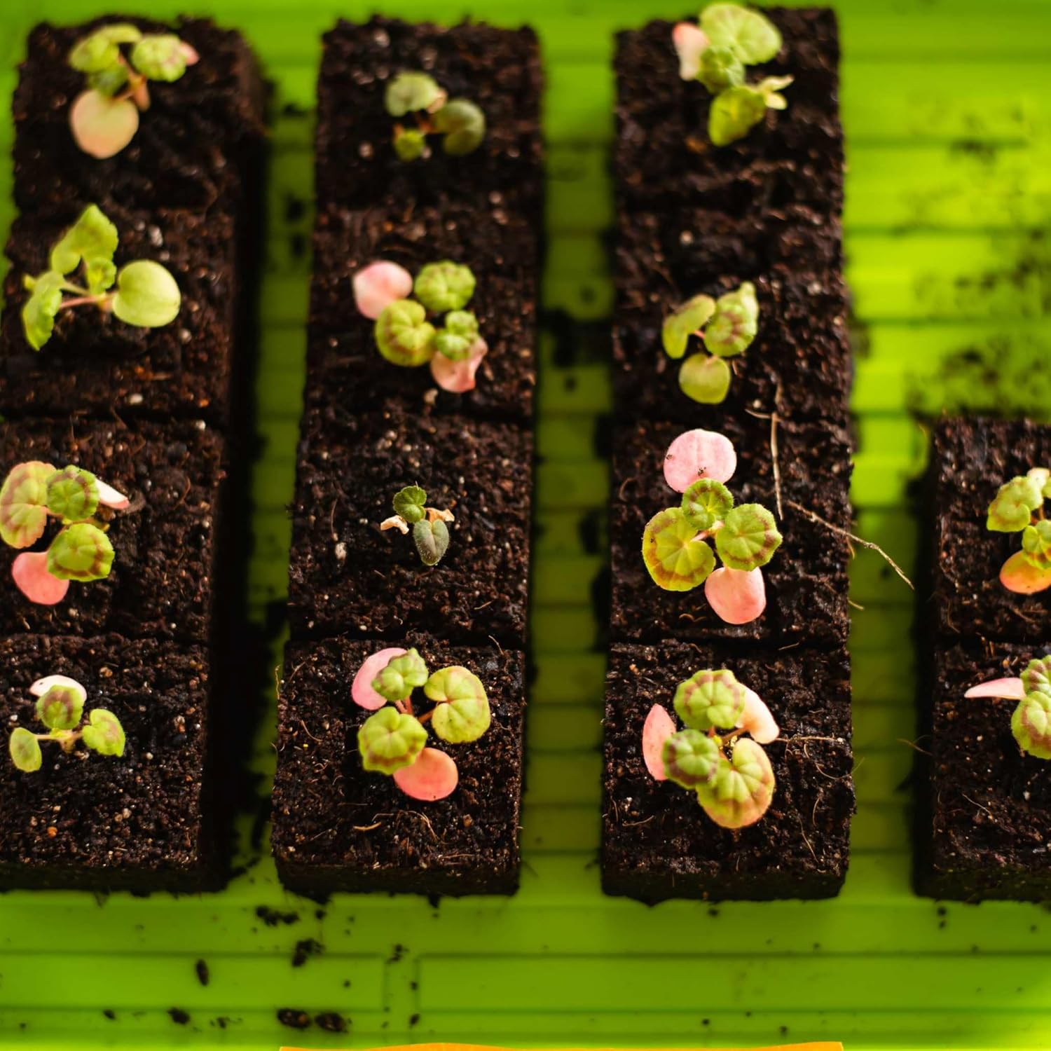 Bootstrap Farmer Microgreen Trays, Green 10 Pack, No Holes