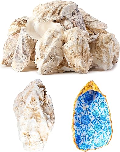 30 conchas de ostras extra grandes para manualidades (5 a 6 pulgadas), concha de ostra para manualidades, conchas marinas para manualidades,