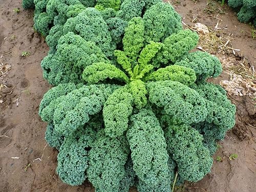 Más de 300 semillas de col rizada de dinosaurio gigante - Verde vegetal