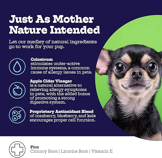 chicory root dog allergy