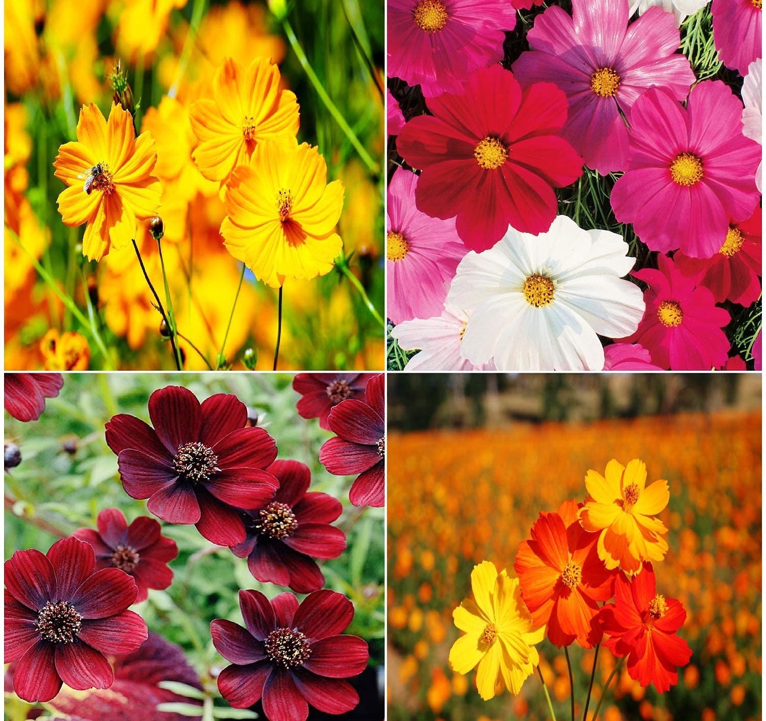 See full amazon price history chart for LIVOX Cosmos Mixed Plant Seeds for Home Garden Rainy Season Flower Seeds, 30 Seeds Per Packet LIVOX Cosmos Mixed Plant Seeds for Home Garden Rainy Season Flower Seeds, 30 Seeds Per Packet (B093C95HKM) Amazon Price History, Amazon Price Tracker