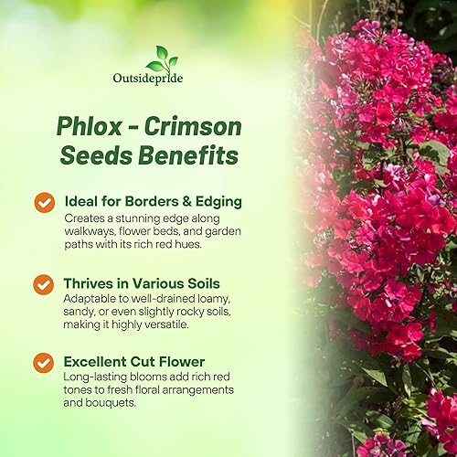 Miniatura 3 de Outsidepride Crimson Phlox Seeds - 1000 semillas de flores anuales, compactas y autosembradas para plantar flores carmesí vibrantes en jardines