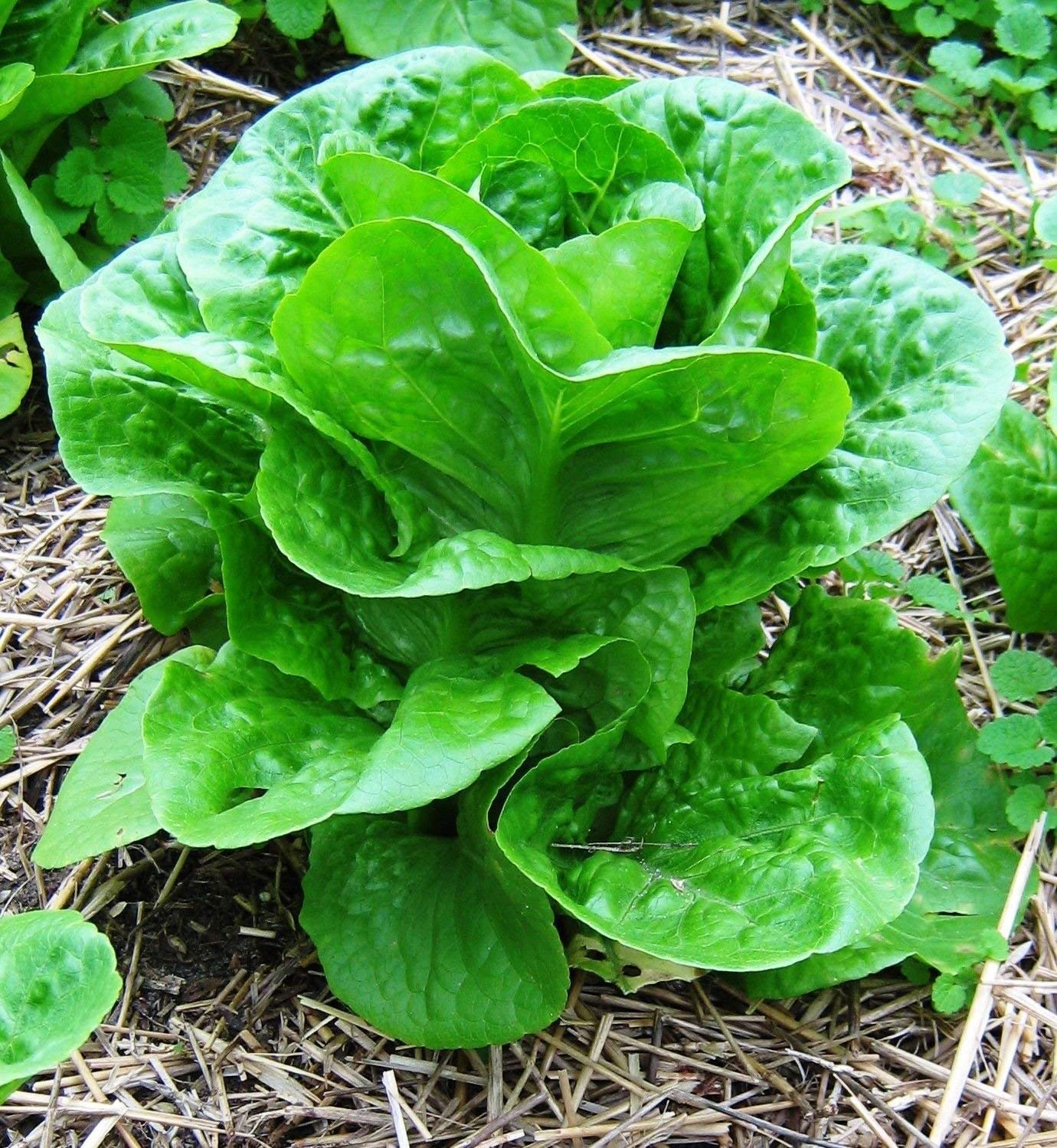 PRODUCE Organic Green Butter Lettuce, 1 EA