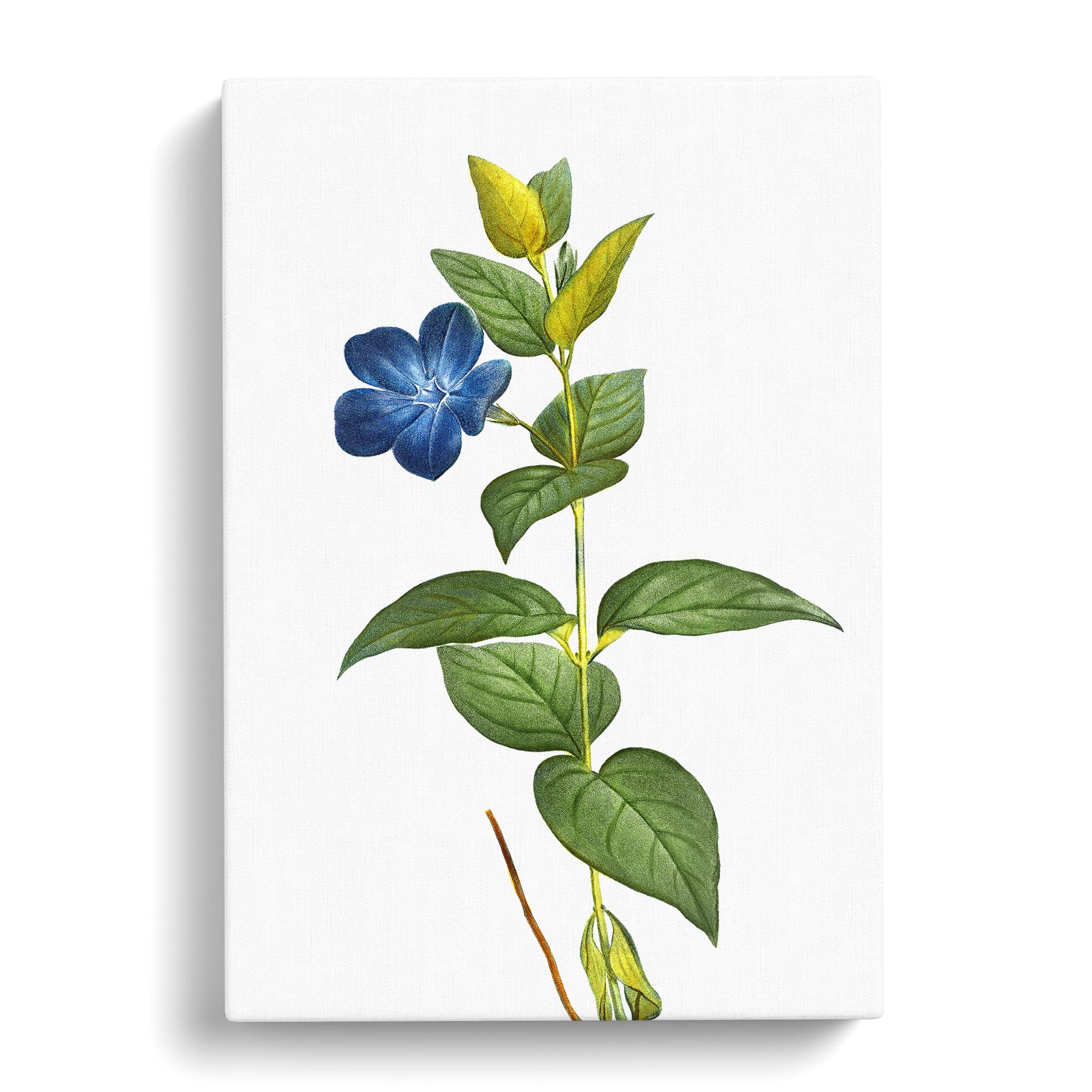Periwinkle Blue Flowers By Pierre Joseph Redoute Canvas Print, Mixed, 25L x 50W cm - Image 2