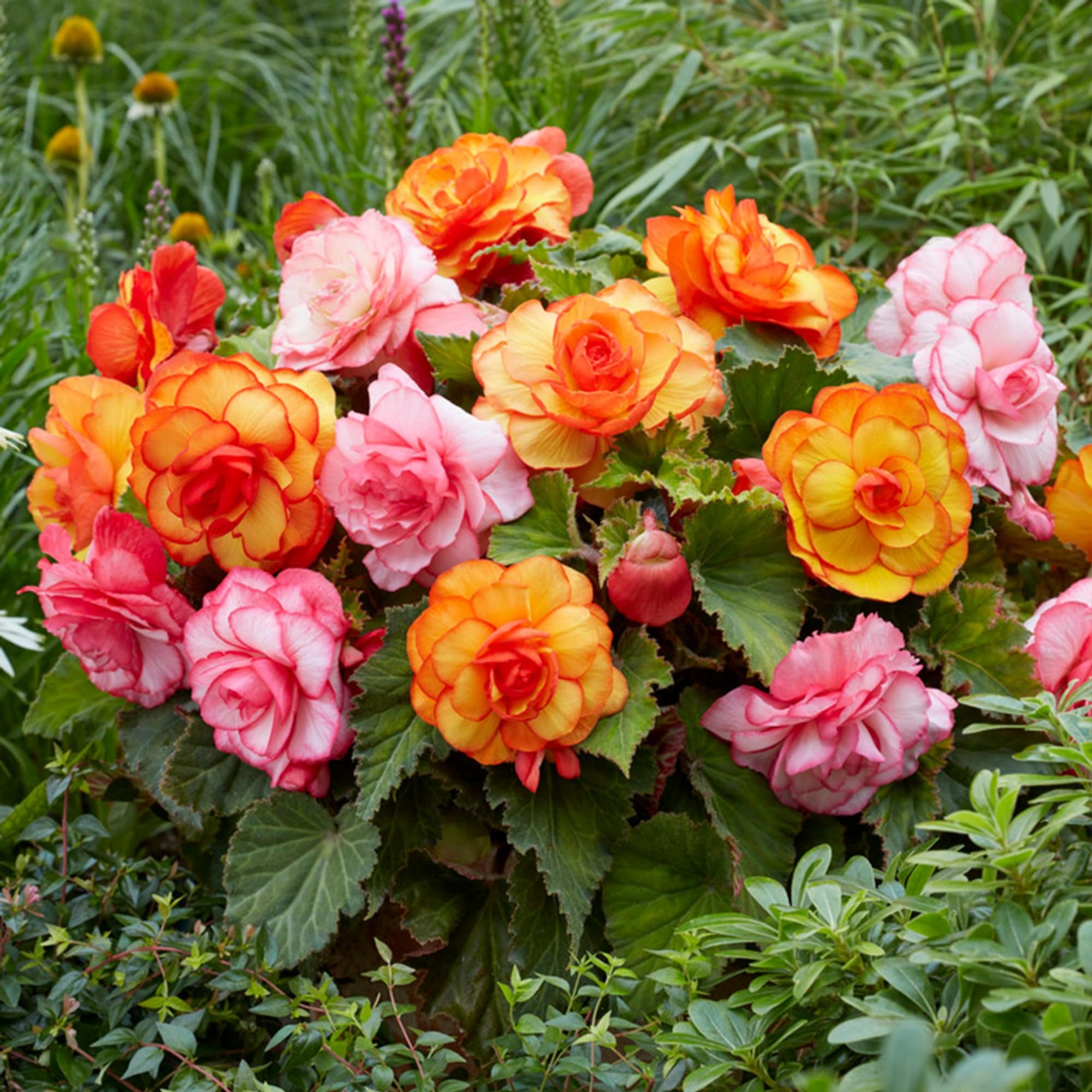Amazon.com : 100+ Wax Begonia Seeds for Planting Perennial Large