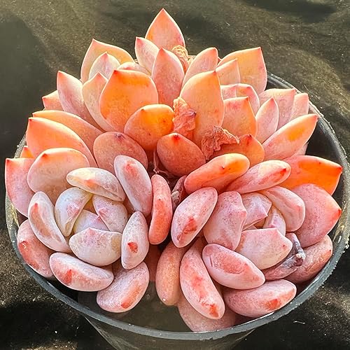 Echeveria Snow Angel - Plantas suculentas vivas raras, 4 cabezas tamaño maceta de 3.5 pulgadas, planta viva rosa, excluye maceta y tierra,