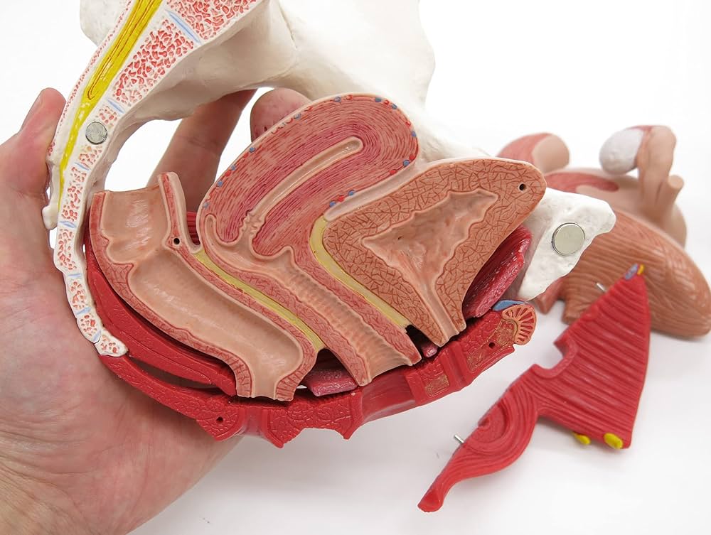 Amazon.co.jp: 男女の骨盤構造を比較できるセット，骨盤底筋や骨盤内