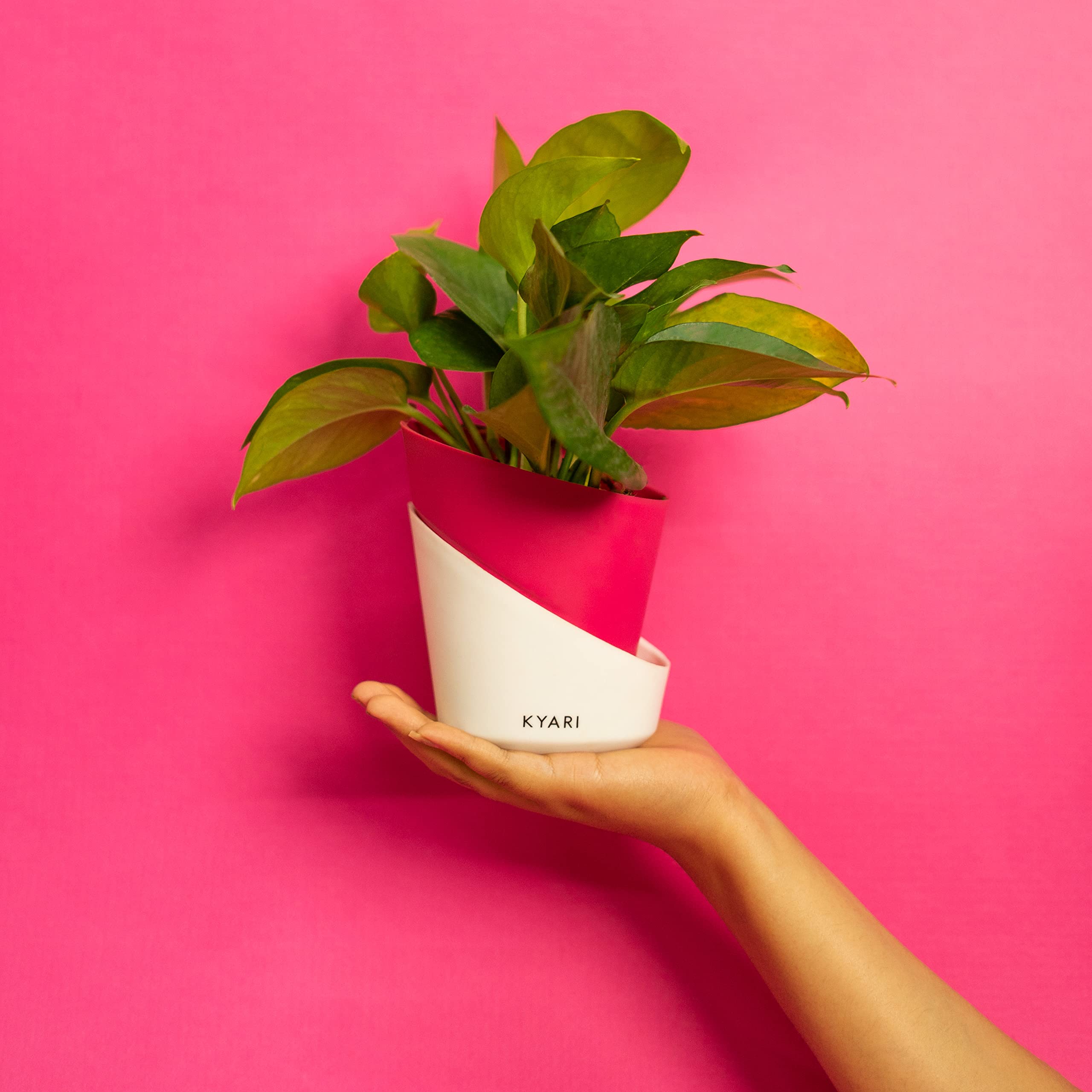 See full amazon price history chart for KYARI Money variegated Indoor Plants for Living Room | Live Plants | Plants with Magenta Self Watering Pot for Home | Air purifier plants | Plants for Home Decor | Plants for Garden & bedroom KYARI Money variegated Indoor Plants for Living Room | Live Plants | Plants with Magenta Self Watering Pot for Home | Air purifier plants | Plants for Home Decor | Plants for Garden & bedroom (B0BTHX6Z5J) Amazon Price History, Amazon Price Tracker