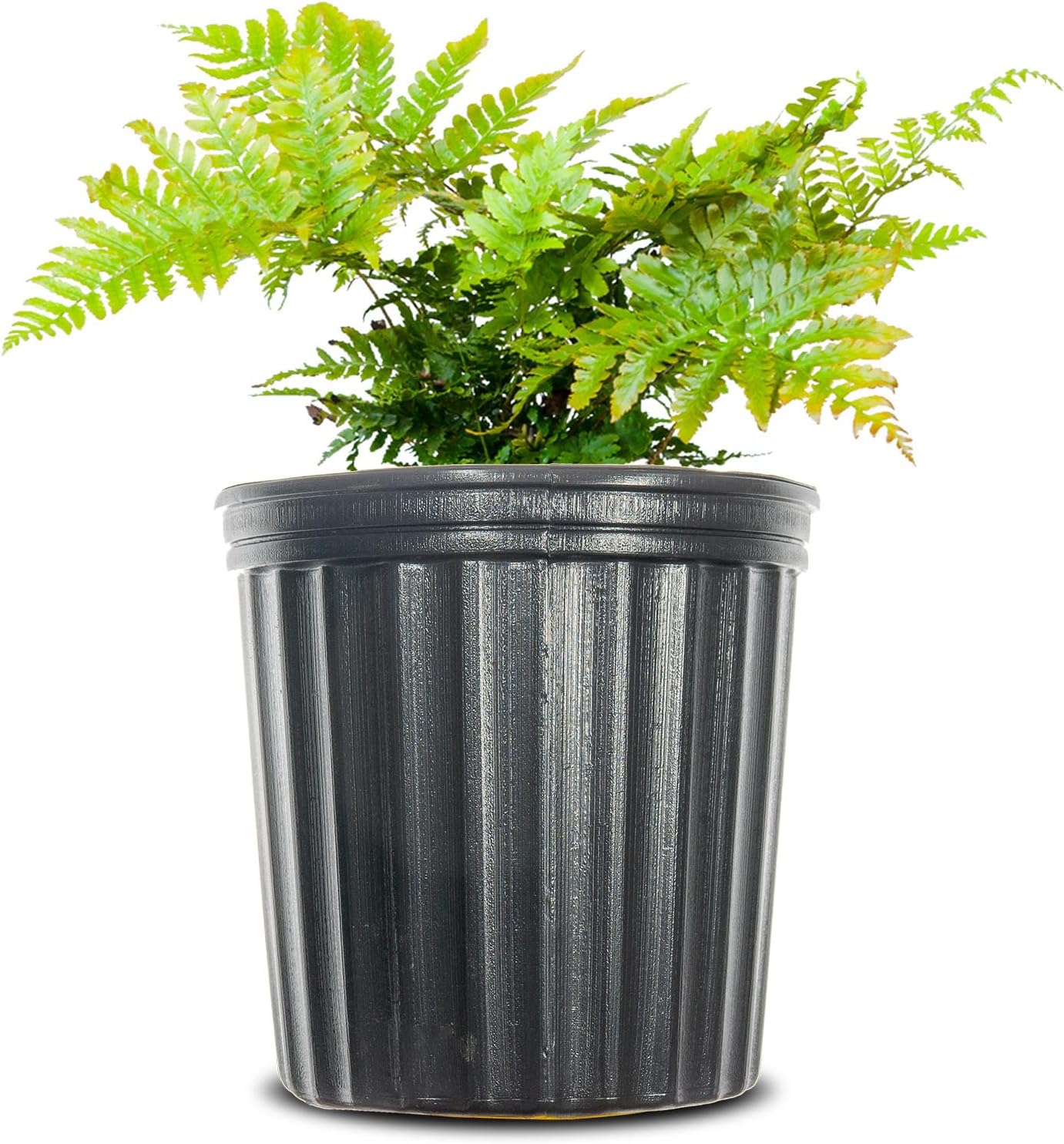 Autumn Fern 1 Gallon