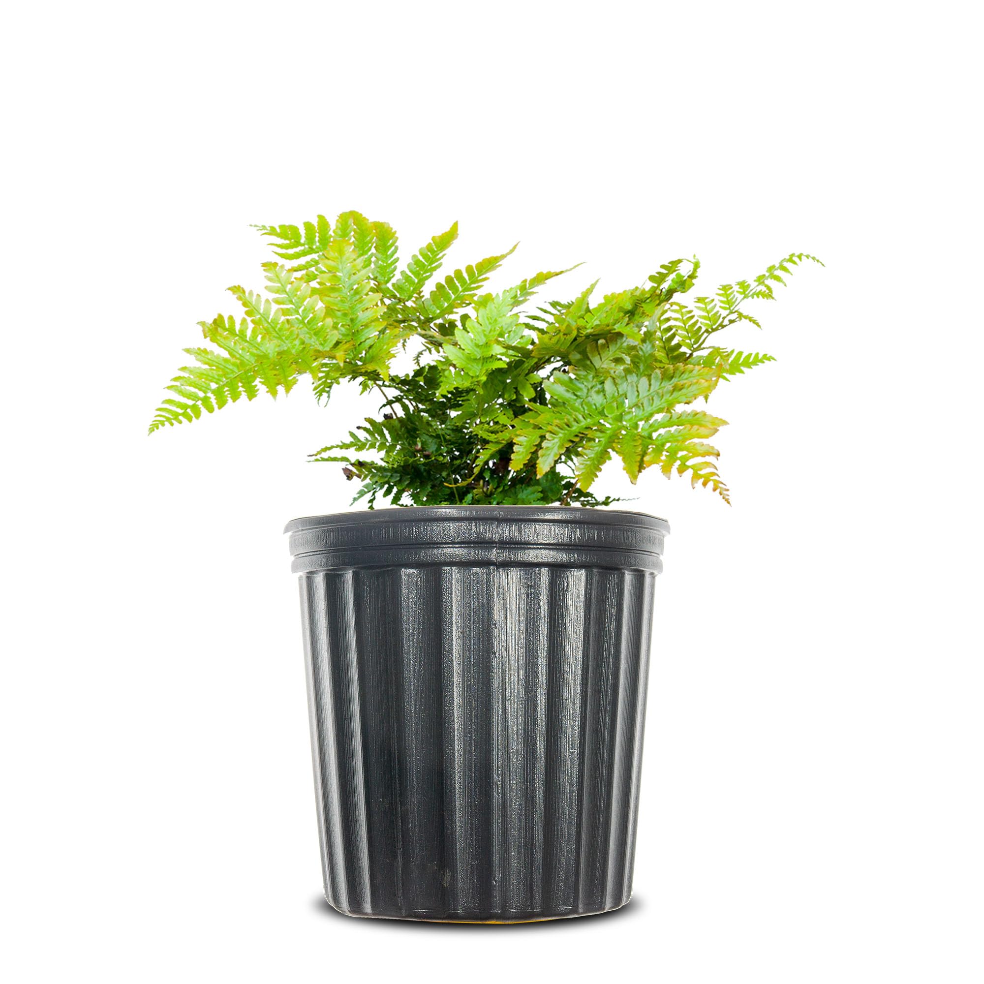 Perfect Plants Autumn Fern