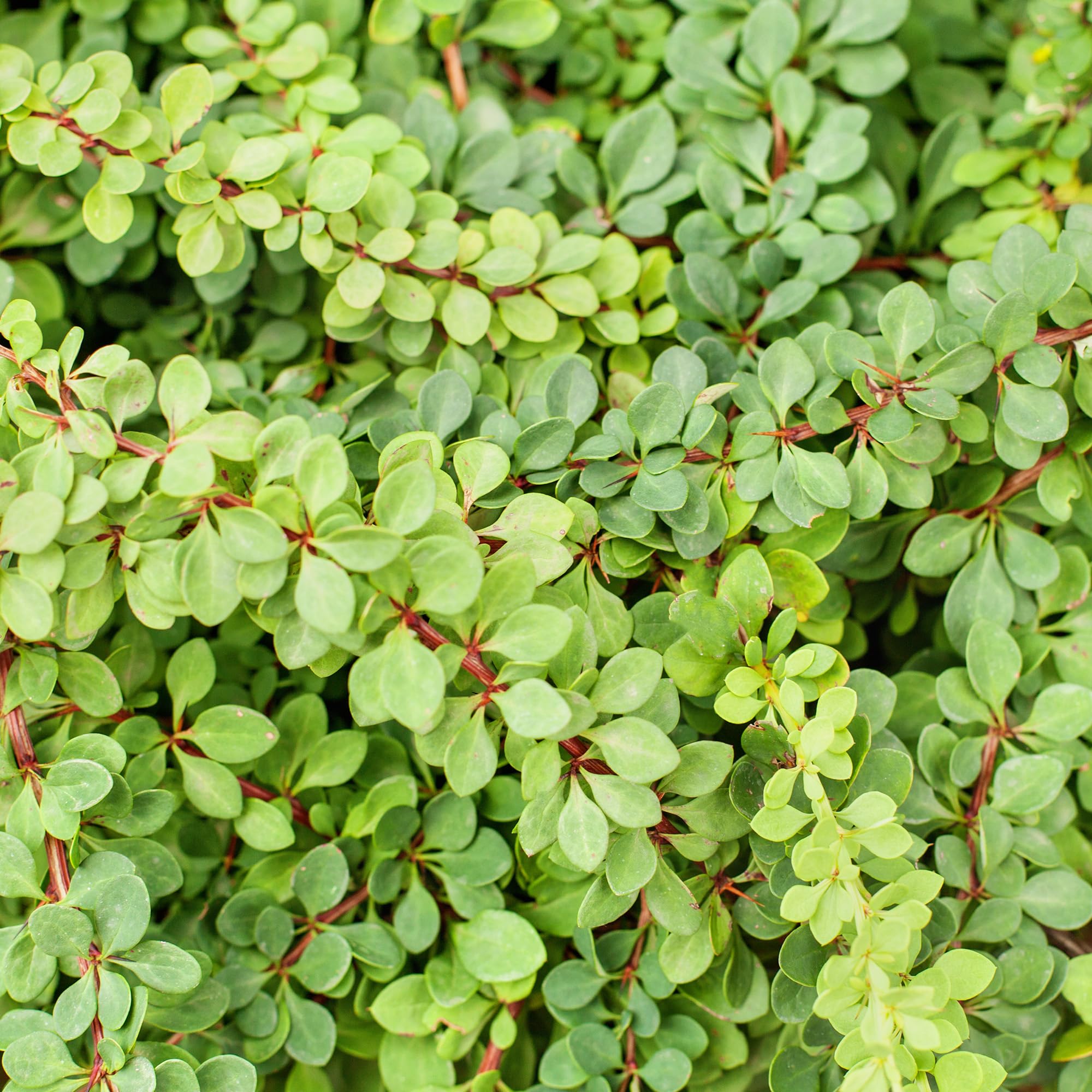 Berberis Green Carpet Japanese Barberry Garden Shrub - Spring-Flowering, Hardy Shrubs with Dramatic Autumn Colour for Beds, Borders, Pots, and Hedging - Berberis Plants Outdoor Garden Ready (15-30cm)