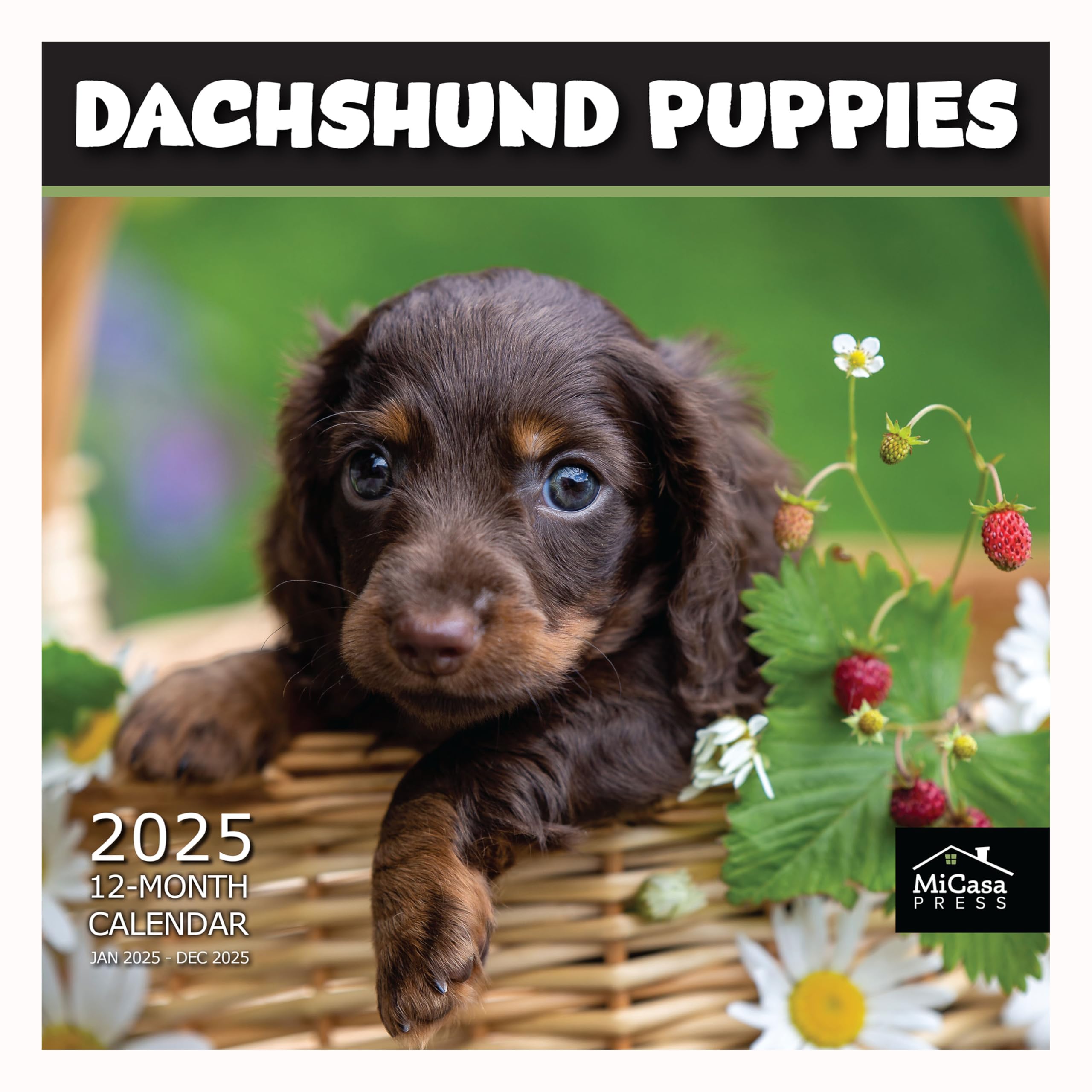 MICASA PRESS - Dachshund Puppies 2025 Wall Calendar 12 Month | 12" x 24" Open | Thick &amp; Sturdy Paper | Giftable | Dog Calendar 2025