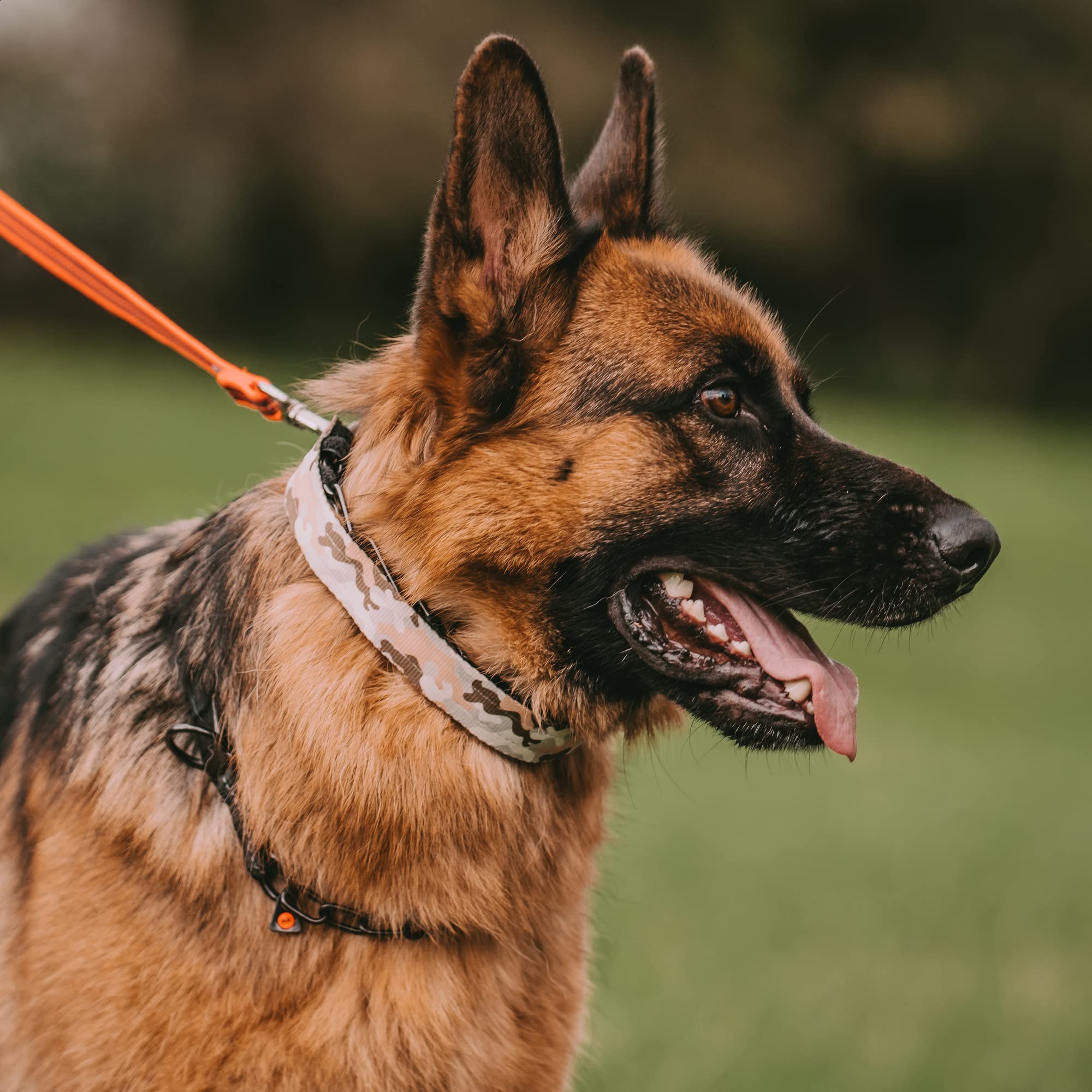 German Shepherd Using A Pinch Collar German Shepherd Shock Collar