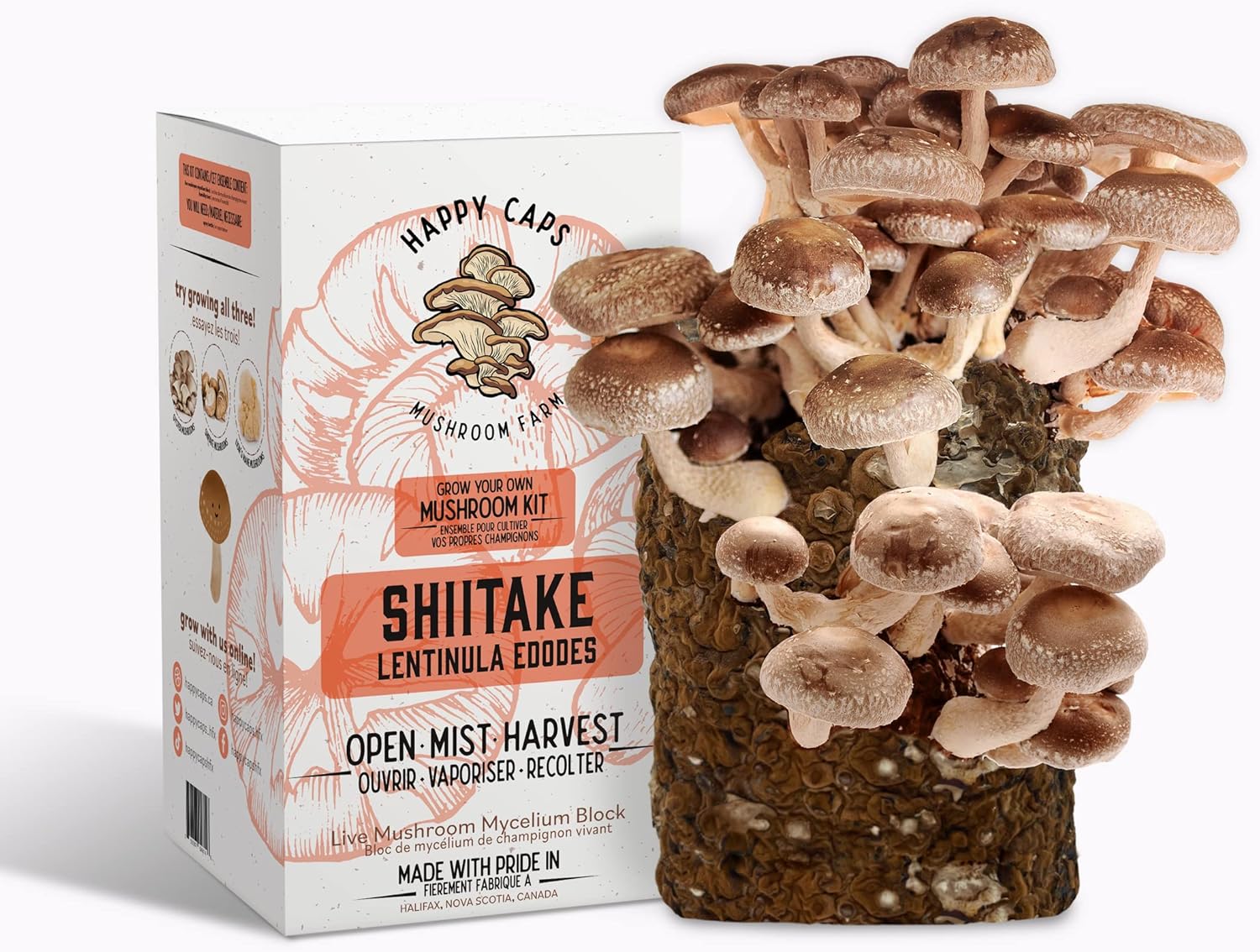 KIT COLTIVAZIONE FUNGHI Appassionati Di Coltivazione Funghi Micologia - Foto 9