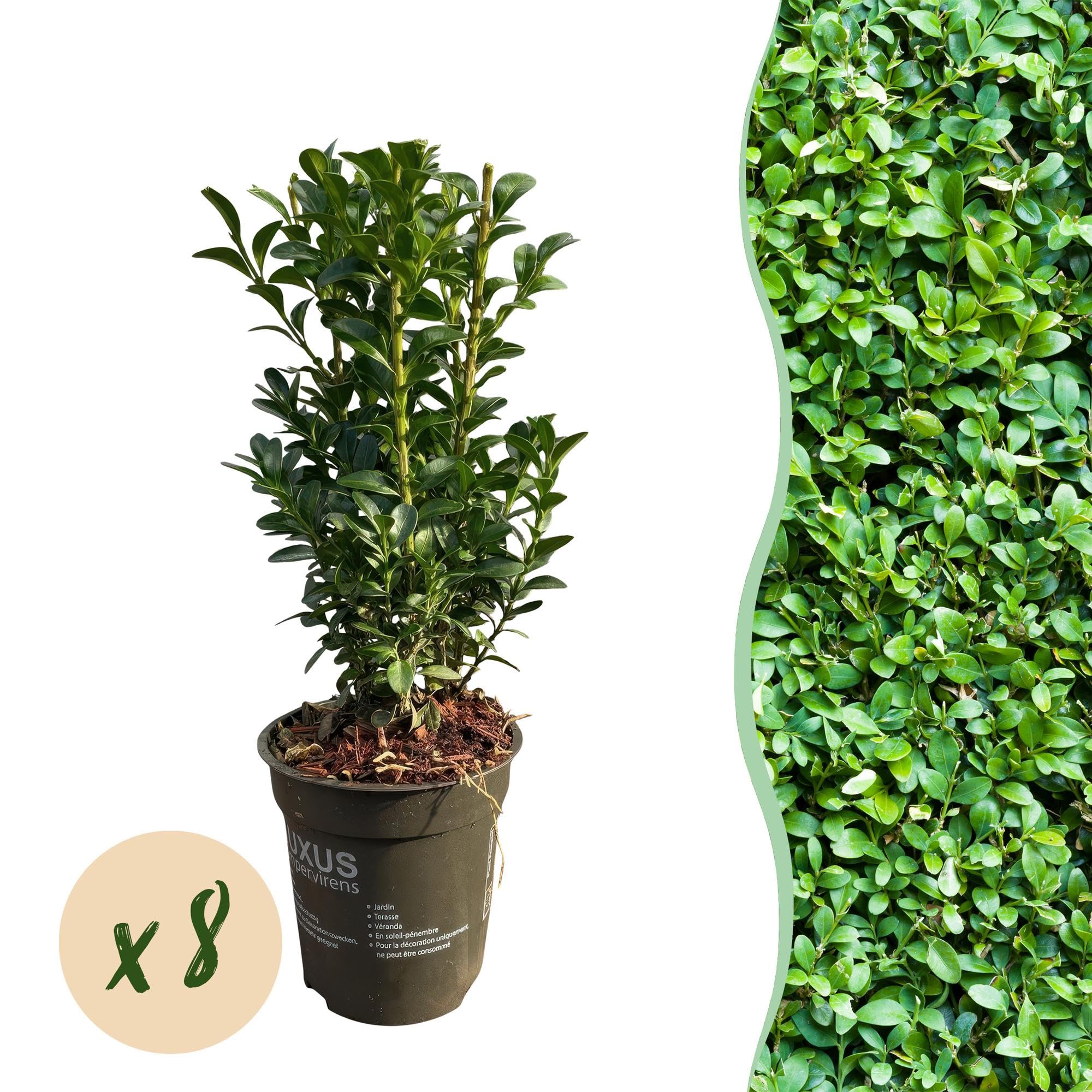 Buxus sempervirens zwykły bukszpan, wiecznie zielone rośliny żywopłotowe, 8 roślin, 1 m, wysokość 9 cm, 20-25 cm, zielony, łatwy w pielęgnacji