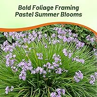 Vista 4 de Outsidepride Society Semillas de ajo para plantar, 100 piezas perennes, de bajo mantenimiento, flores moradas, frescas para jardines de hierbas, uso