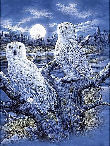 Huacan Kit de pintura de diamante de búho 5D, kit de pintura de diamantes de animales para adultos, principiantes, pintura de taladro cuadrado