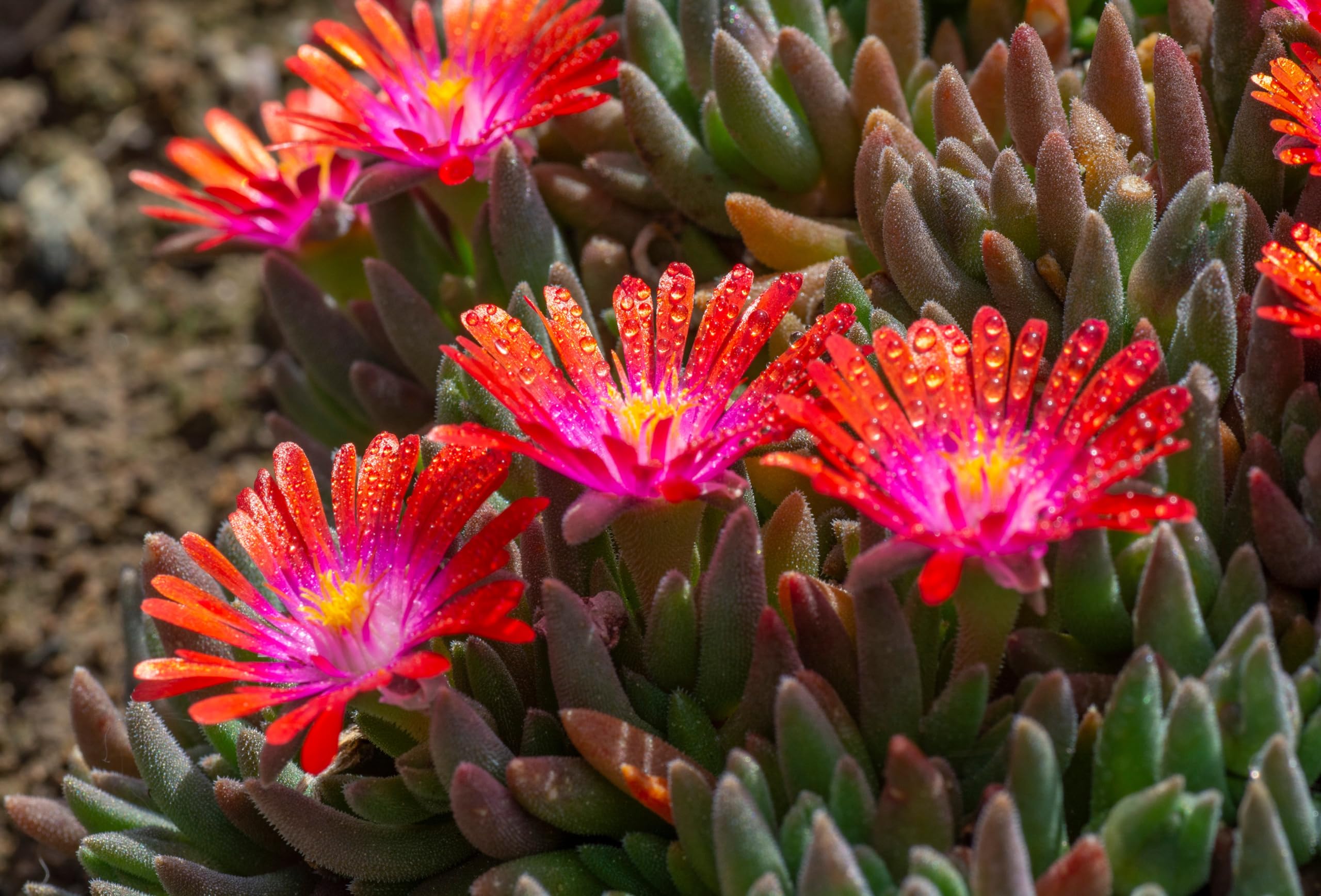 Stauden Gänge 10 x Delosperma cultorum 'Jewel of Desert Sunstone'