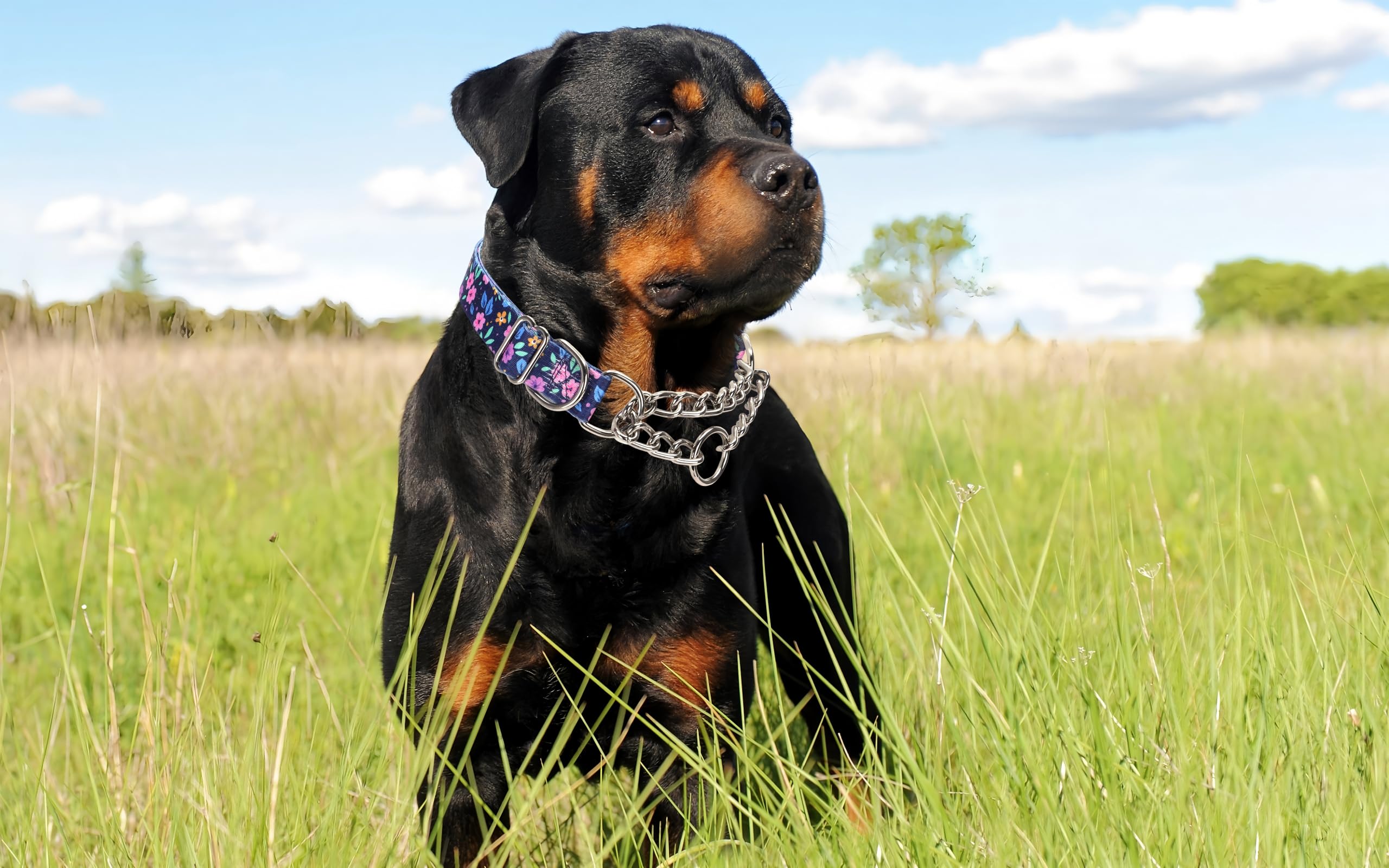 Chain Dog Collar - Image 4