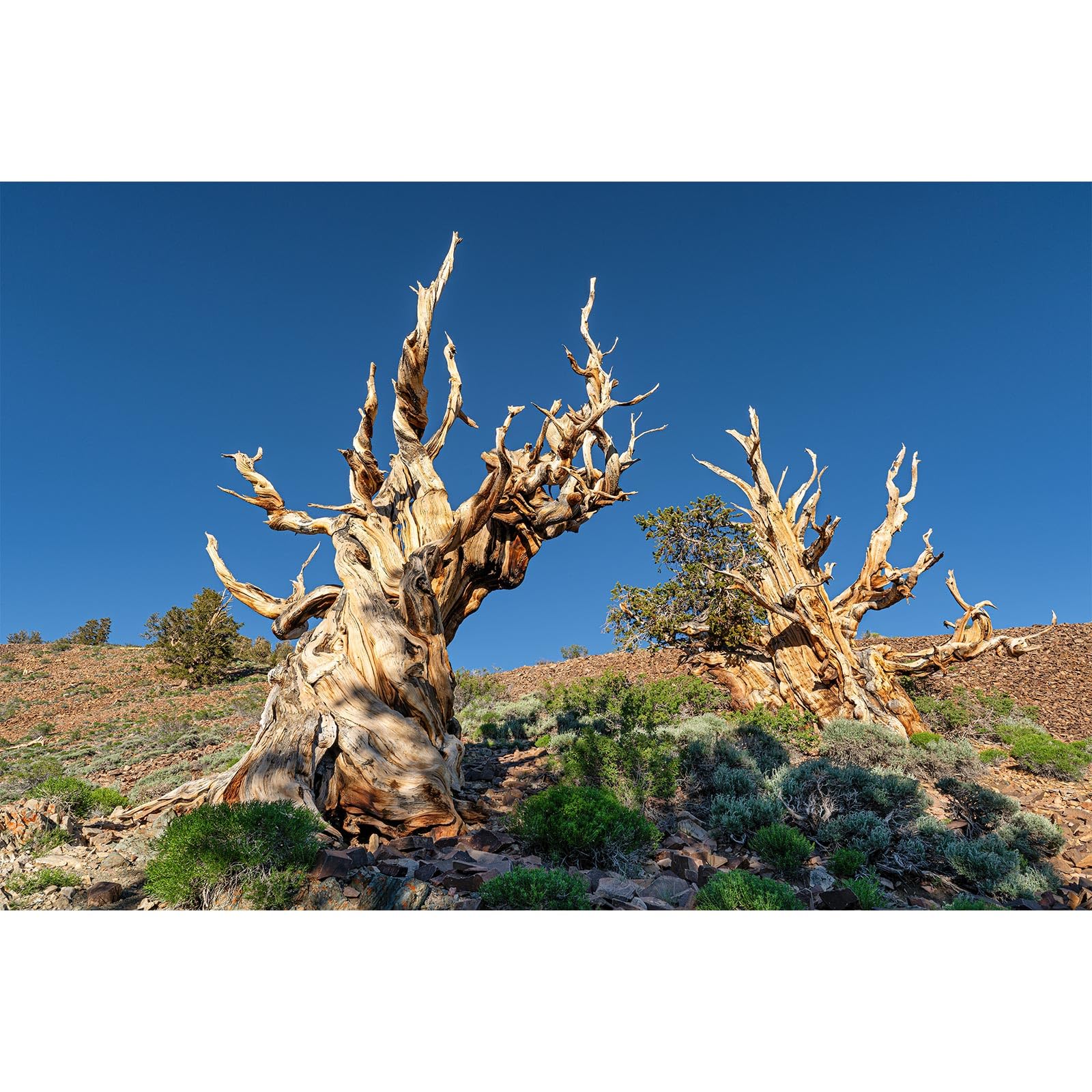 Pine Trees Reptile Tank Background Rocky Mountain Ancient Bristlecone Pine Forest Aquarium Background Blue Sky Gobi Barren Thorns Fish Tank Background Pine Tree Reptile Enclosure Background 60x24in