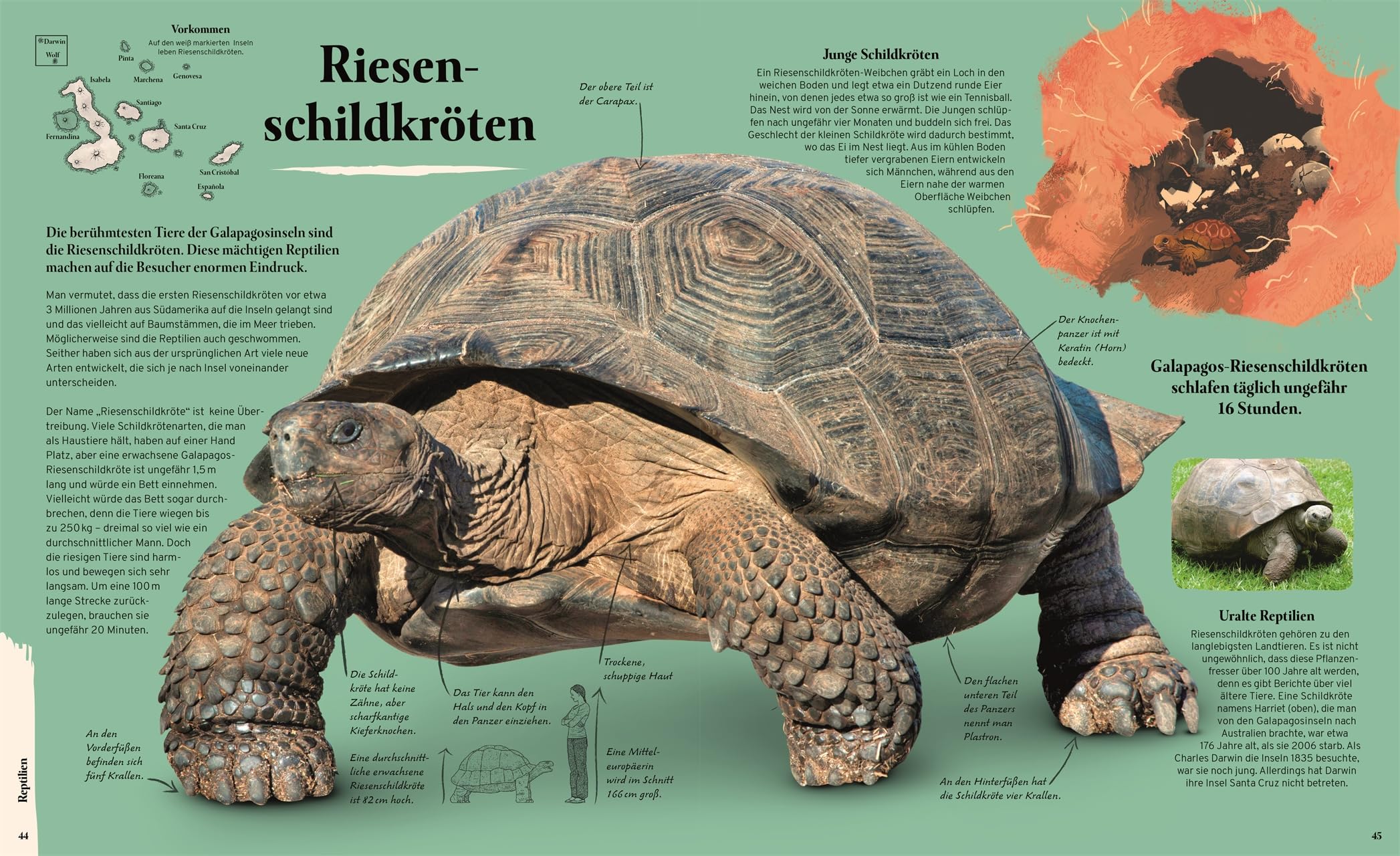 Galapagos: Eine Reise zu einzigartigen Vögeln, Reptilien und Meerestieren. Wunderschönes Naturbuch. Für Kinder ab 8 Jahren