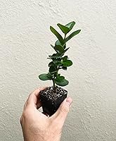 Vista 1 de Planta de ciruela Natal enana (Carissa macrocarpa Nana) - Maceta de 2 pulgadas