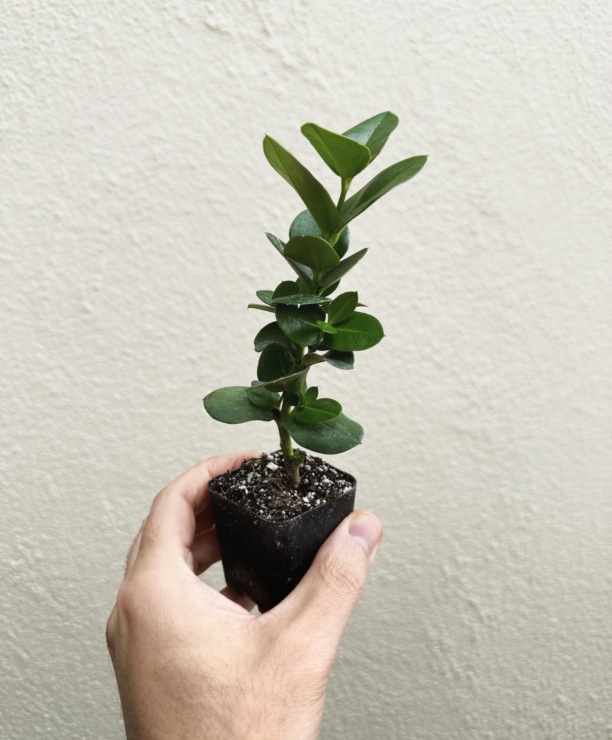 Dwarf Natal Plum Plant (Carissa macrocarpa Nana) - 2" Pot
