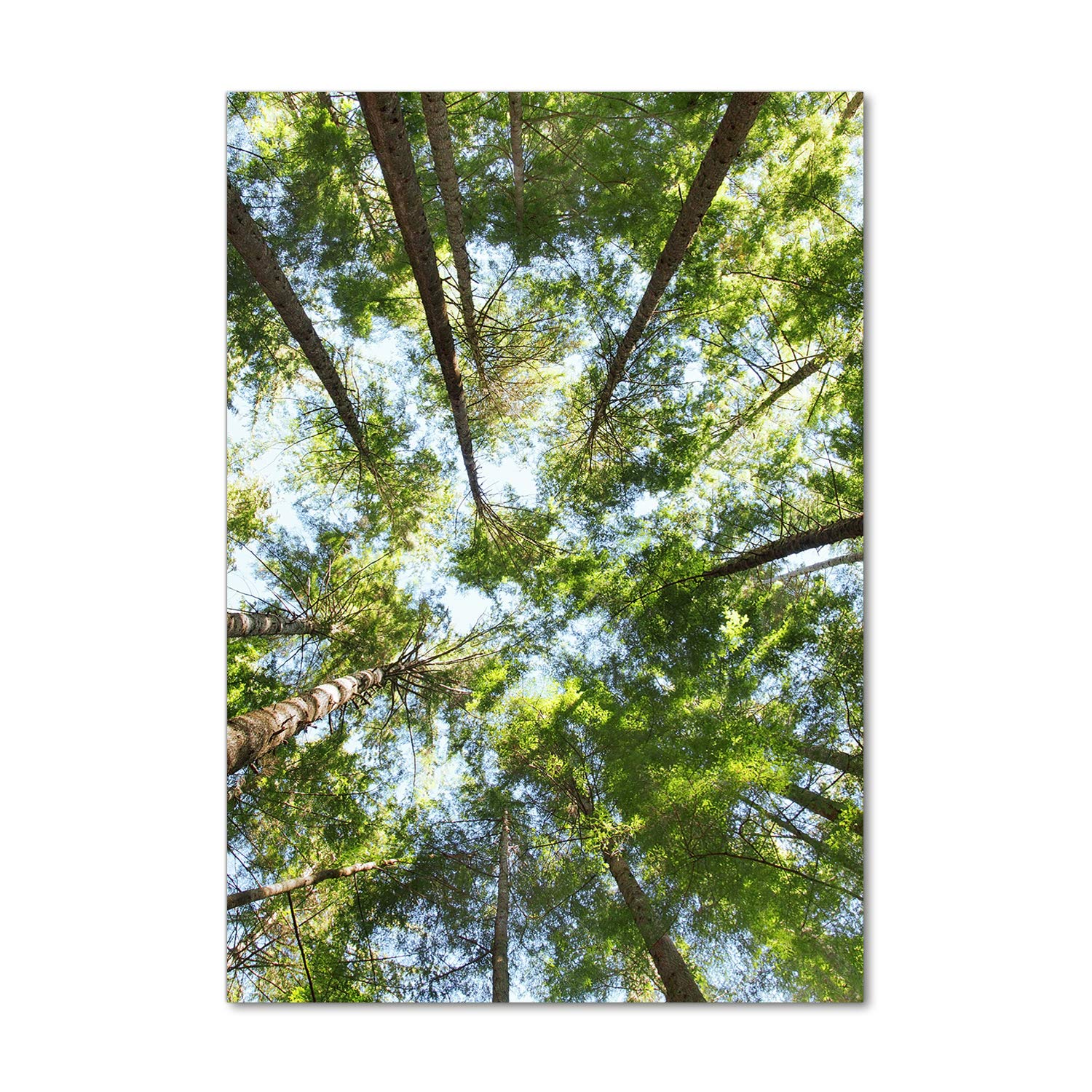 Image sur Verre Acrylique Tulup 70x100 Vert pour un Salon Moderne Style Nature Sauvage