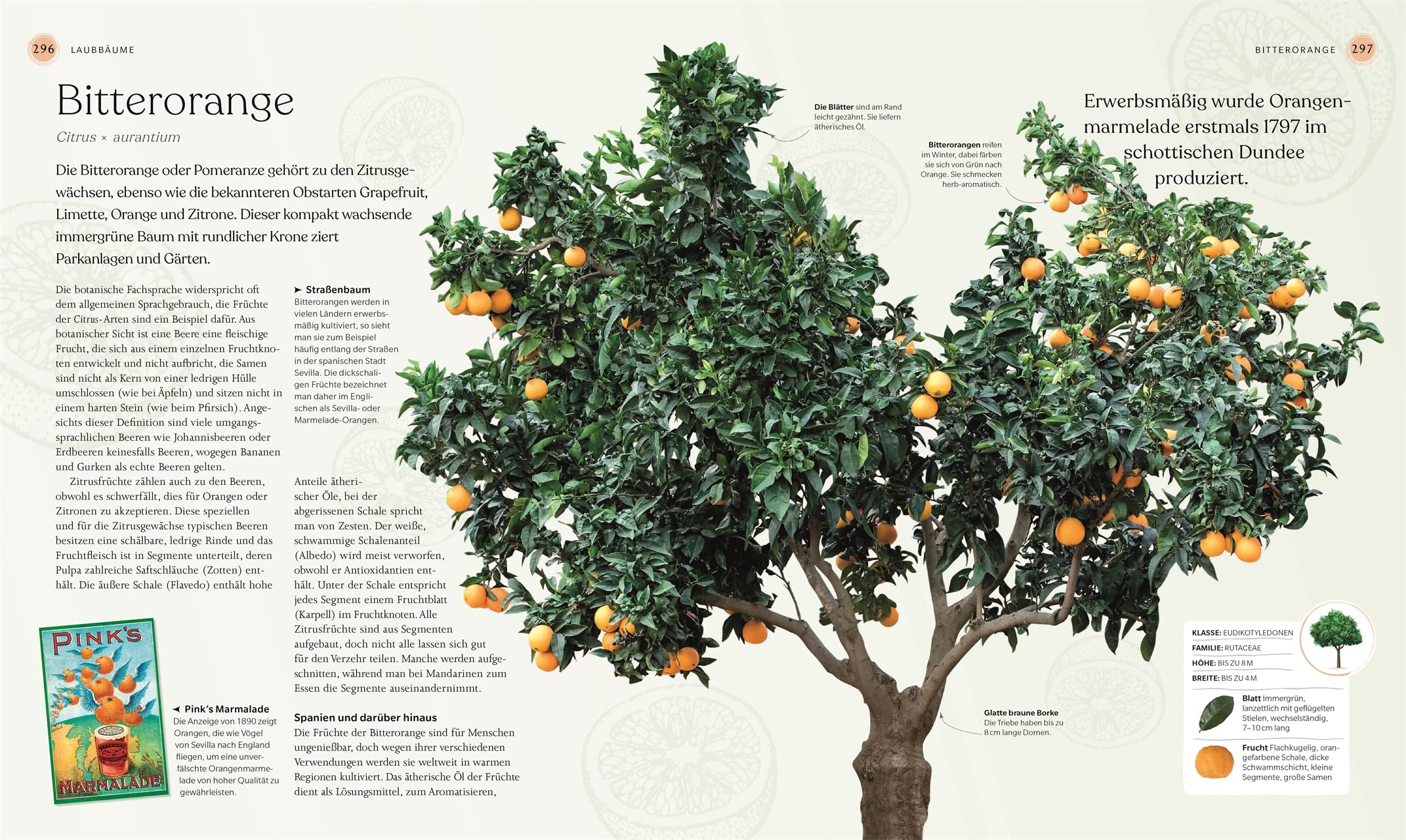 Bäume - Eine Natur- und Kulturgeschichte (DK Faszinierende Welt)