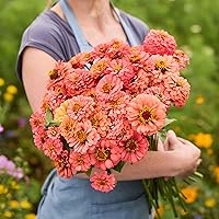 Vista 99 de Eden Brothers - Semillas de zinnia, cactus con flores, sin OMG, plantar en primavera, paquete, flores de bajo mantenimiento, zonas 3, 4, 5, 6, 7, 8