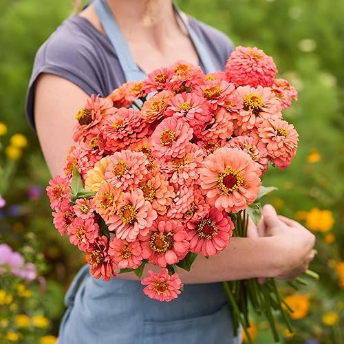 Miniatura 99 de Eden Brothers - Semillas de zinnia, cactus con flores, sin OMG, plantar en primavera, paquete, flores de bajo mantenimiento, zonas 3, 4, 5, 6, 7, 8