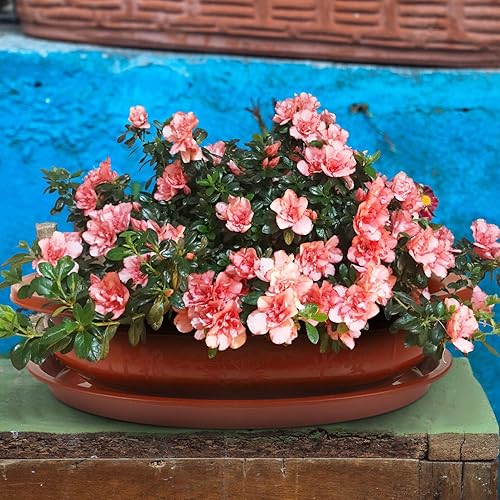 Miniatura 6 de TEHAUX Macetas de entrenamiento para bonsái, maceta ovalada de plástico para bonsái con orificio de drenaje, macetas de balcón de 15 pulgadas,