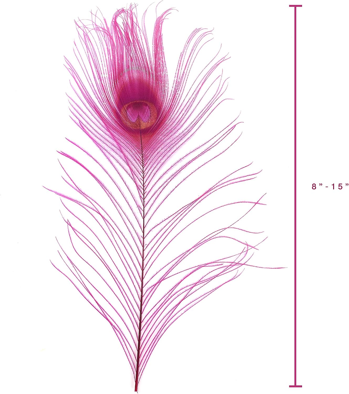 Zucker –Peacock Feathers – Feathers for Crafts