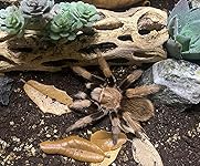 Review Image by KCoso KCoso