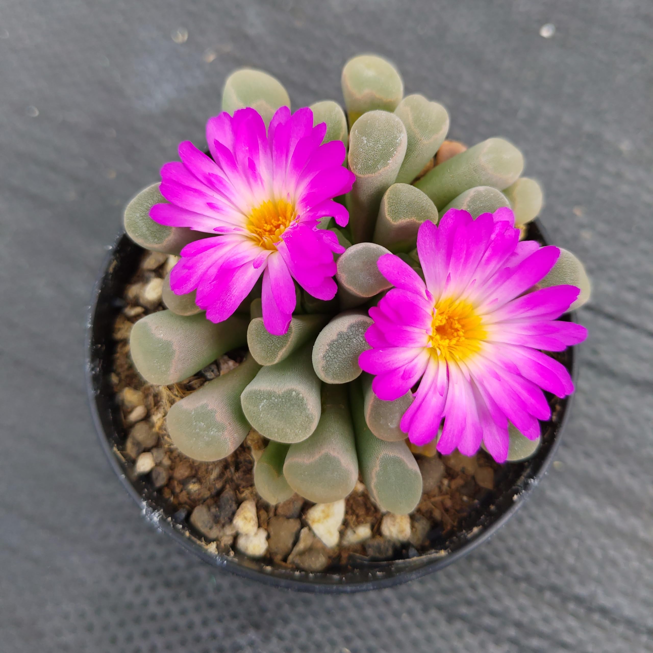 SUNNYPLANTS - Frithia Pulchra - Dedos de Bebé, Plantas Lithops, Suculentas de Piedra Viva, Piedras Vivas, Planta de Piedra