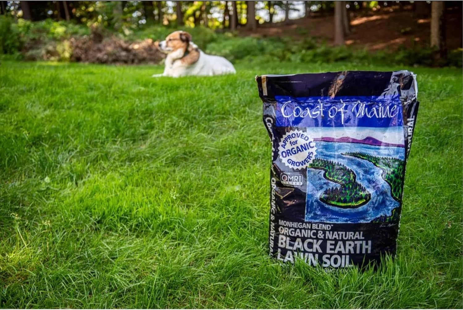 Coast of Maine Organic & Natural Monhegan Blend Black Earth Lawn Soil - Seeding Projects - Topdressing and Reconditioning Lawns (1 cu ft)