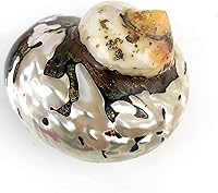 Vista 7 de Worlds Conchas marinas perladas turbo de jade blanco y conchas marinas de cangrejo ermitaño, conchas turbo de 3-1/2 "~ 4 pulgadas