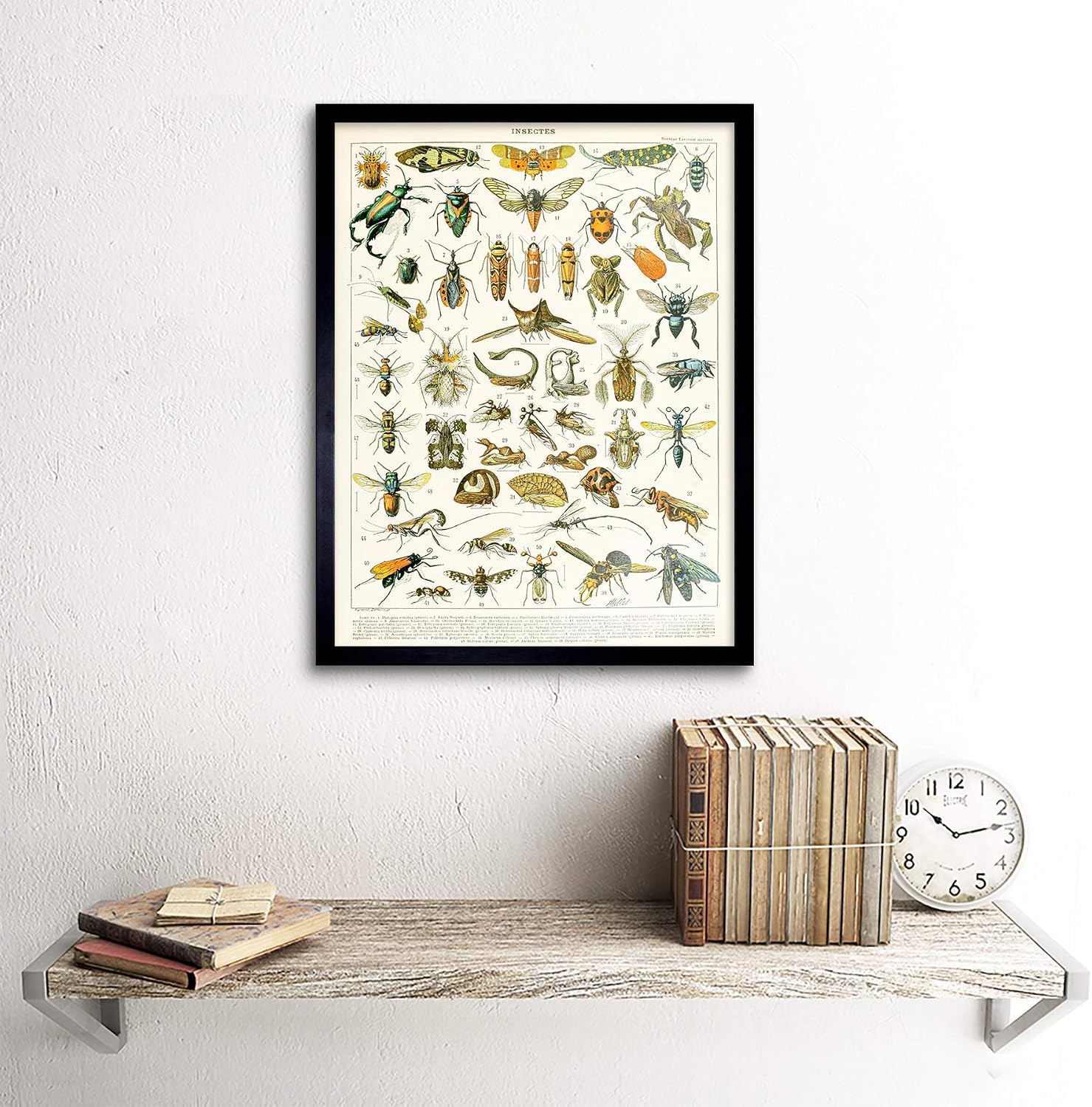 Artery8 Millot Encyclopedia Page Insects Cicada Art Print Framed Poster Wall Decor 12x16 inch