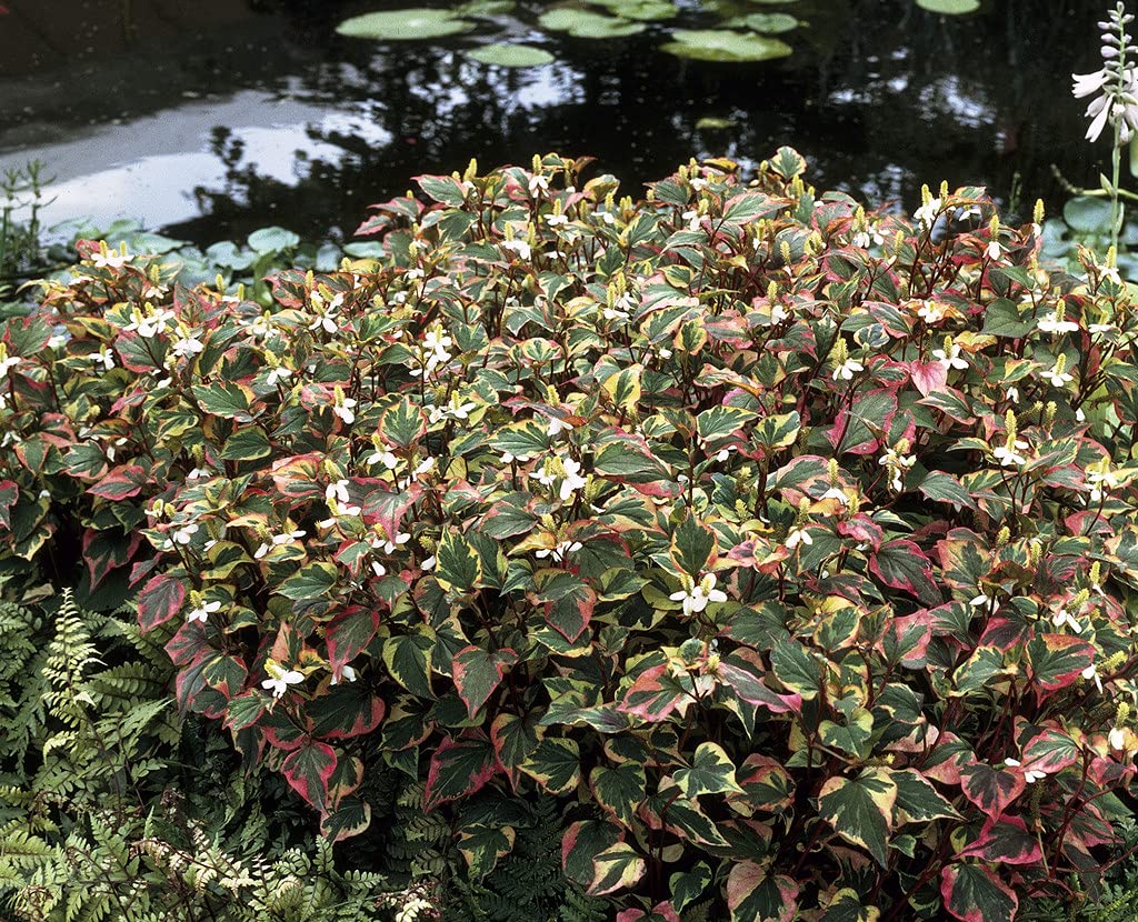 Bloomique - Houttuynia cordata ‘Chameleon’ - Doku-dami - Anémona de pantano - Plantas de estanque - Acuáticas - Resistente al frío - Altura 10-20 cm - Maceta 9 cm