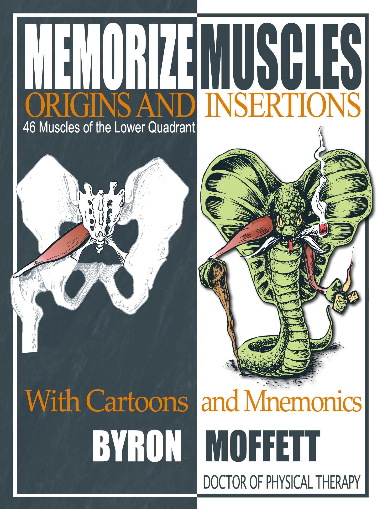 Memorize Muscles, Origins, and Insertions with Cartoons and Mnemonics: 46 Muscles of the Lower Quadrant
