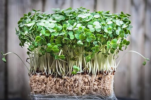 Miniatura 3 de TKE Farms & Gardens Semillas de berros para plantar, 500 mg, 1500 semillas de reliquia, sin OMG, paquete incluye instrucciones para cultivar,