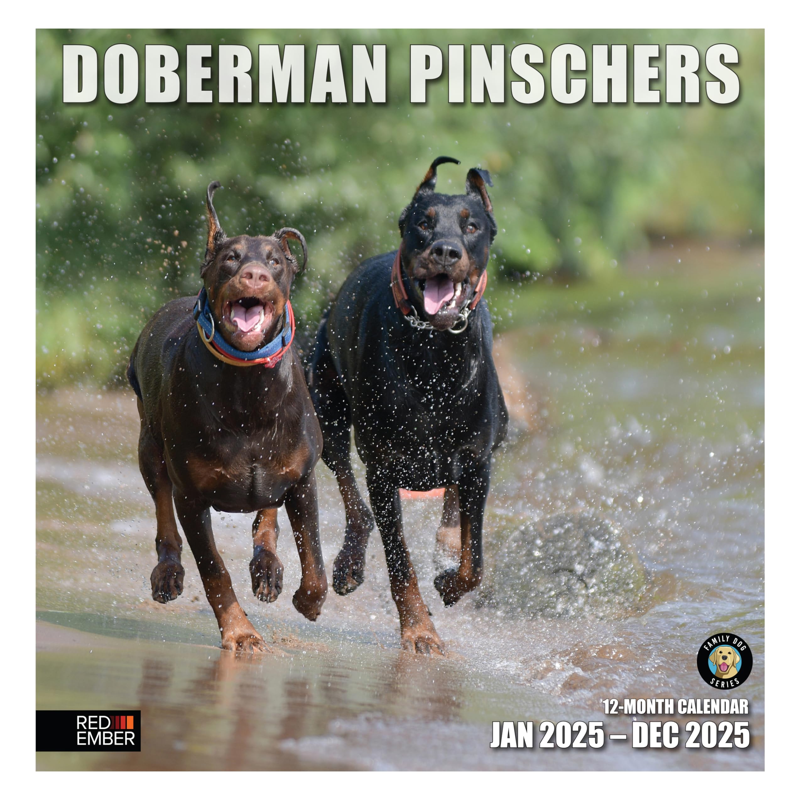 RED EMBER Doberman Pinschers 2025 Wall Calendar 12 Month | 12" x 24" Open | Thick &amp; Sturdy Paper | Giftable | Calendar 2025