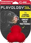 Playology Dog Toys | Puppy Toy Teething Bone Designed for Young & Active Dogs | Jumbo Peanut Butter Scented Toy Made from Non Toxic Materials