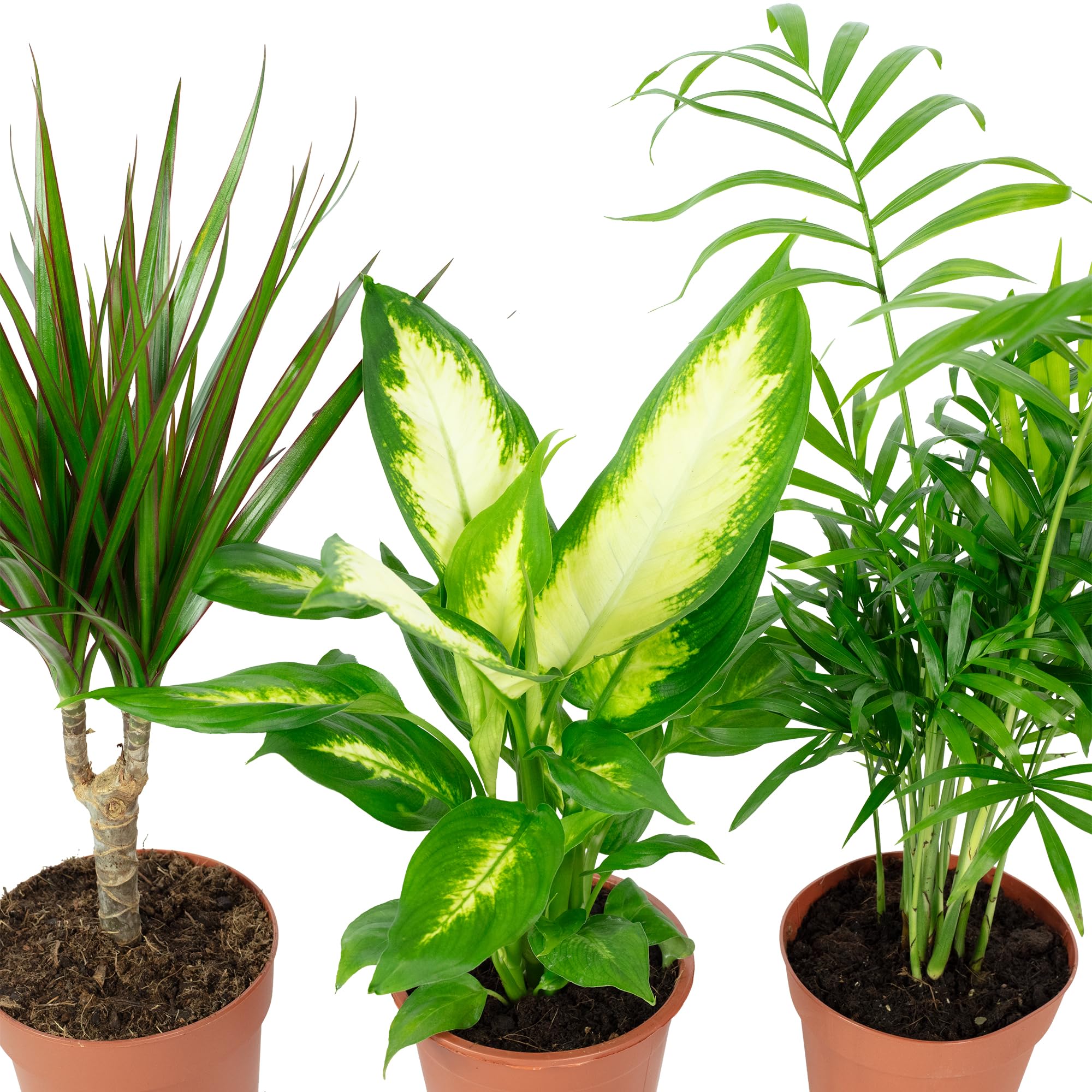 Lot de 3 plantes d'intérieur faciles d'entretien Chamaedorea, Dieffenbachie, Dracaena - Plantes d'intérieur faciles d'entretien - Diamètre du pot : 10-12 cm